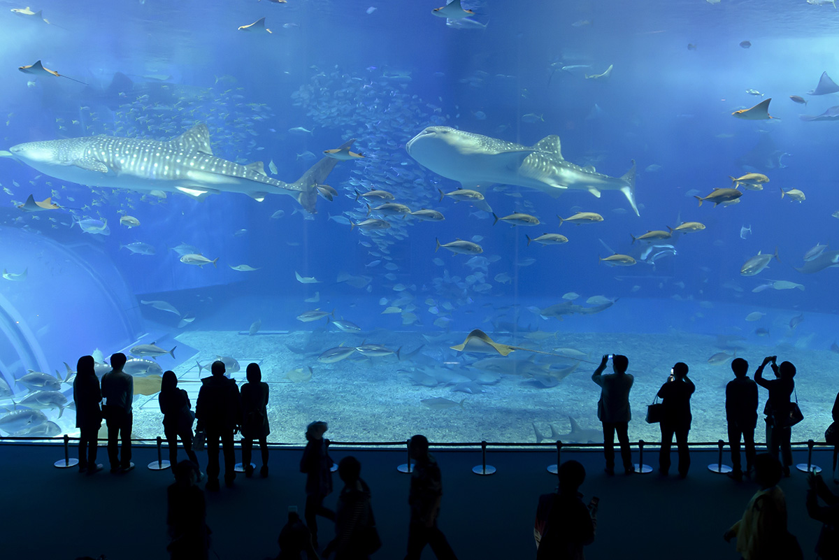 美ら海水族館