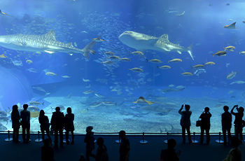 美ら海水族館